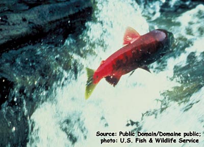 Sockeye Salmon Photo 1