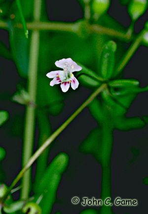 Small-flowered Tonella Photo 1