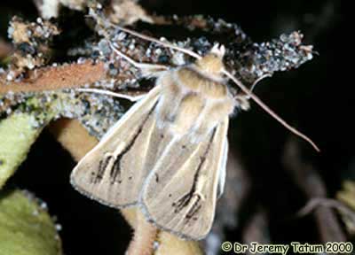 Sand-verbena Moth Photo 3