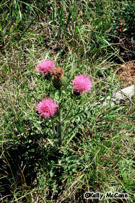 Hill's Thistle Photo 3