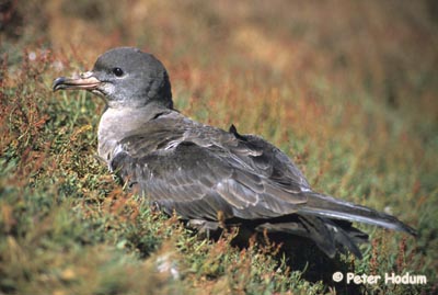 Pink-footed Shearwater Photo 1